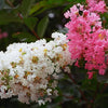1000 Bulk CREPE MYRTLE Mixed Colors Lagerstroemia Indica Mix Tree Shrub Flower Seeds - Red, Purple, Light Pink, Dark Pink, White, & Lilac