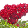 50 MIXED CREPE MYRTLE Lagerstroemia Indica Tree Shrub Crape  6 Color Mix - Red, Purple, Light Pink, Dark Pink, White, & Lilac Flower Seeds
