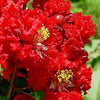 1000 Bulk CREPE MYRTLE Mixed Colors Lagerstroemia Indica Mix Tree Shrub Flower Seeds - Red, Purple, Light Pink, Dark Pink, White, & Lilac