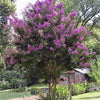 1000 Bulk CREPE MYRTLE Mixed Colors Lagerstroemia Indica Mix Tree Shrub Flower Seeds - Red, Purple, Light Pink, Dark Pink, White, & Lilac