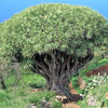 10 DRAGON TREE Dracaena Draco Canary Island Drago Blood Asparagus Yucca Evergreen Succulent Houseplant Orange Berry White Flower Seeds