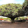 10 DRAGON TREE Dracaena Draco Canary Island Drago Blood Asparagus Yucca Evergreen Succulent Houseplant Orange Berry White Flower Seeds