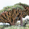 10 DRAGON TREE Dracaena Draco Canary Island Drago Blood Asparagus Yucca Evergreen Succulent Houseplant Orange Berry White Flower Seeds