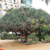10 DRAGON TREE Dracaena Draco Canary Island Drago Blood Asparagus Yucca Evergreen Succulent Houseplant Orange Berry White Flower Seeds