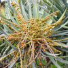 10 DRAGON TREE Dracaena Draco Canary Island Drago Blood Asparagus Yucca Evergreen Succulent Houseplant Orange Berry White Flower Seeds