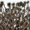 10 DRAGON TREE Dracaena Draco Canary Island Drago Blood Asparagus Yucca Evergreen Succulent Houseplant Orange Berry White Flower Seeds