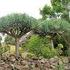 10 DRAGON TREE Dracaena Draco Canary Island Drago Blood Asparagus Yucca Evergreen Succulent Houseplant Orange Berry White Flower Seeds