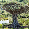 10 DRAGON TREE Dracaena Draco Canary Island Drago Blood Asparagus Yucca Evergreen Succulent Houseplant Orange Berry White Flower Seeds
