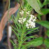 20 WHITE WORLED (Horesetail) MILKWEED Asclepias Verticillata Flower Seeds