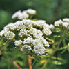 20 WHITE WORLED (Horesetail) MILKWEED Asclepias Verticillata Flower Seeds