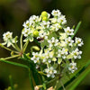 20 WHITE WORLED (Horesetail) MILKWEED Asclepias Verticillata Flower Seeds