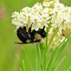 20 WHITE WORLED (Horesetail) MILKWEED Asclepias Verticillata Flower Seeds