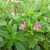 150 FAME FLOWER Jewels of Opar Talinum Paniculatum Portulaca Patens Fameflower Vegetable Leaf Seeds