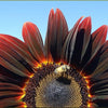 25 CHOCOLATE CHERRY SUNFLOWER Helianthus Annuus Red & Brown Flower Seeds