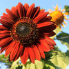 25 CHOCOLATE CHERRY SUNFLOWER Helianthus Annuus Red & Brown Flower Seeds