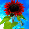 25 CHOCOLATE CHERRY SUNFLOWER Helianthus Annuus Red & Brown Flower Seeds