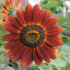 25 CHOCOLATE CHERRY SUNFLOWER Helianthus Annuus Red & Brown Flower Seeds