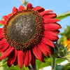 25 CHOCOLATE CHERRY SUNFLOWER Helianthus Annuus Red & Brown Flower Seeds