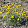 500 Yellow DESERT MARIGOLD Baileya Multiradiata Showy Drought Paper Daisy Flower Herb Seeds