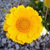 500 Yellow DESERT MARIGOLD Baileya Multiradiata Showy Drought Paper Daisy Flower Herb Seeds