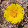 500 Yellow DESERT MARIGOLD Baileya Multiradiata Showy Drought Paper Daisy Flower Herb Seeds