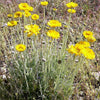 500 Yellow DESERT MARIGOLD Baileya Multiradiata Showy Drought Paper Daisy Flower Herb Seeds
