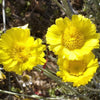 500 Yellow DESERT MARIGOLD Baileya Multiradiata Showy Drought Paper Daisy Flower Herb Seeds