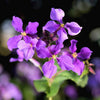 500 Purple FEBRUARY ORCHID Violet Cress Orychophragmus Violaceus 2" Flower Edible Vegetable Seeds