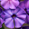 250 Dwarf BEAUTY BLUE PHLOX Drummondii Nana Compacta Fragrant Violet Blue Flower Seeds