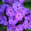 250 Dwarf BEAUTY BLUE PHLOX Drummondii Nana Compacta Fragrant Violet Blue Flower Seeds