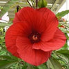 25 MIXED LUNA HIBISCUS Moscheutos Hardy Mixed Colors - Red, Hot Pink, Pink & White Swirl, and White Flower Seeds
