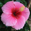 25 MIXED LUNA HIBISCUS Moscheutos Hardy Mixed Colors - Red, Hot Pink, Pink & White Swirl, and White Flower Seeds