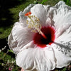25 MIXED LUNA HIBISCUS Moscheutos Hardy Mixed Colors - Red, Hot Pink, Pink & White Swirl, and White Flower Seeds