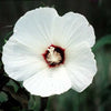 25 MIXED LUNA HIBISCUS Moscheutos Hardy Mixed Colors - Red, Hot Pink, Pink & White Swirl, and White Flower Seeds