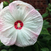 25 MIXED LUNA HIBISCUS Moscheutos Hardy Mixed Colors - Red, Hot Pink, Pink & White Swirl, and White Flower Seeds