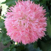 250 Organic PEONY POPPY MIX Papaver Paeoniflorum Mixed Colors Red, White, Pink, Black, Purple, Salmon, Bronze, Lilac, & Bicolor Flower Seeds