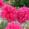 250 Organic PEONY POPPY MIX Papaver Paeoniflorum Mixed Colors Red, White, Pink, Black, Purple, Salmon, Bronze, Lilac, & Bicolor Flower Seeds