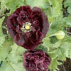 250 Organic PEONY POPPY MIX Papaver Paeoniflorum Mixed Colors Red, White, Pink, Black, Purple, Salmon, Bronze, Lilac, & Bicolor Flower Seeds