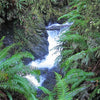 1500 Western SWORD FERN Giant Holly Swordfern Polystichum Munitum Aspidium Solitarium Spores Seeds