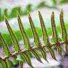 1500 Western SWORD FERN Giant Holly Swordfern Polystichum Munitum Aspidium Solitarium Spores Seeds