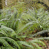 1500 Western SWORD FERN Giant Holly Swordfern Polystichum Munitum Aspidium Solitarium Spores Seeds