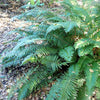 1500 Western SWORD FERN Giant Holly Swordfern Polystichum Munitum Aspidium Solitarium Spores Seeds