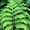 1000 + SENSITIVE FERN Onoclea Sensibilis aka Bead or Sympathy Fern Spores Seeds