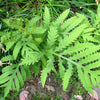 1000 + SENSITIVE FERN Onoclea Sensibilis aka Bead or Sympathy Fern Spores Seeds
