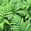 1000 + SENSITIVE FERN Onoclea Sensibilis aka Bead or Sympathy Fern Spores Seeds
