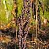 1000 + SENSITIVE FERN Onoclea Sensibilis aka Bead or Sympathy Fern Spores Seeds