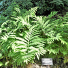1000 + SENSITIVE FERN Onoclea Sensibilis aka Bead or Sympathy Fern Spores Seeds