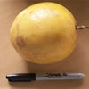 10 YELLOW PASSION FRUIT Vine Passiflora Edulis Flavicarpa Golden Passionfruit Purple & White Flower Seeds