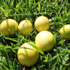 10 YELLOW PASSION FRUIT Vine Passiflora Edulis Flavicarpa Golden Passionfruit Purple & White Flower Seeds