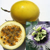 10 YELLOW PASSION FRUIT Vine Passiflora Edulis Flavicarpa Golden Passionfruit Purple & White Flower Seeds